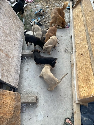 Spre adoptie 3 băieți si 4 fete  - imagine 4