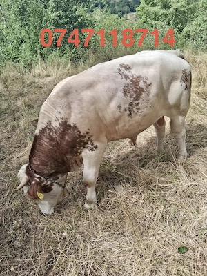 Vând taur. Detalii la numărul de telefon