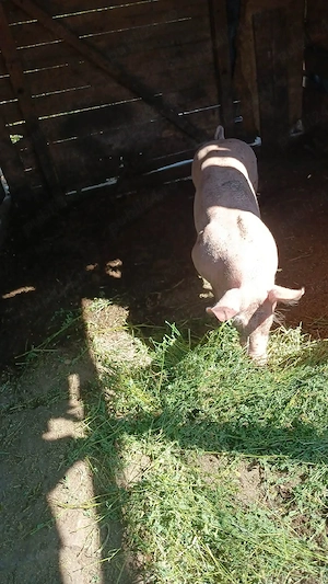 scrofiță pietran alb disponibilă!!