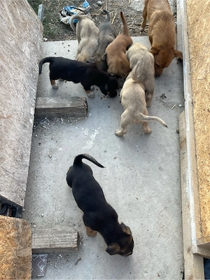 Spre adoptie 3 băieți si 4 fete  - imagine 5