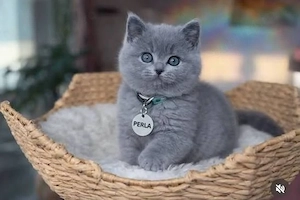 british shorthair scottish fold rasa pura - imagine 3