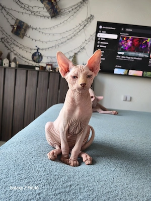 pisoi sphynx  - imagine 2
