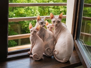 pisoi sphynx 