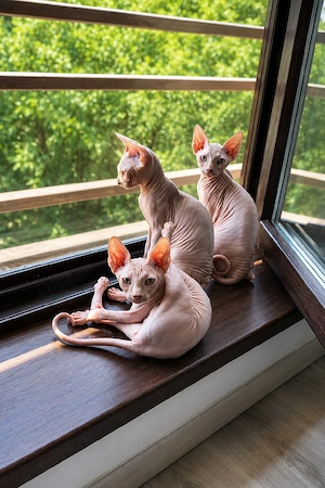 pisoi sphynx  - imagine 3