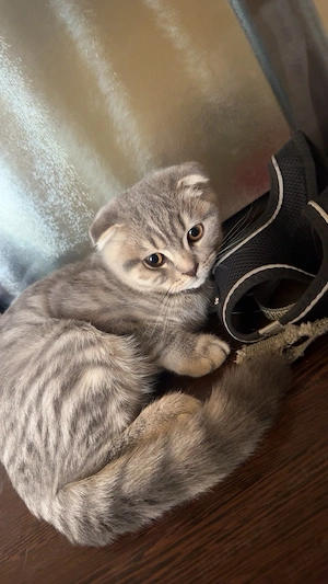pisica scottish fold 
