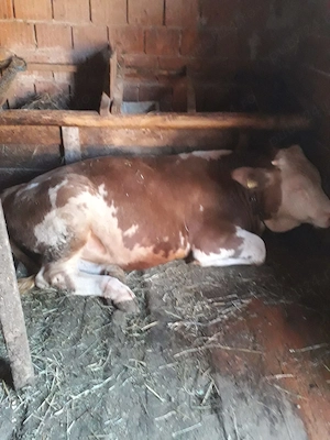 Vițel de vânzare 