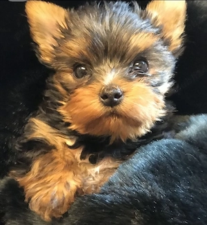 Yorkshire terrier talie mica - imagine 2