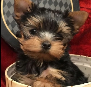 Yorkshire terrier talie mica - imagine 2