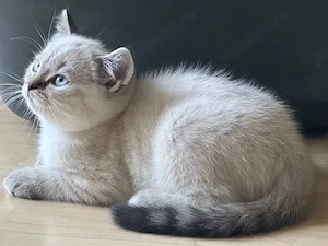 British Shorthair White Tabby  - imagine 3