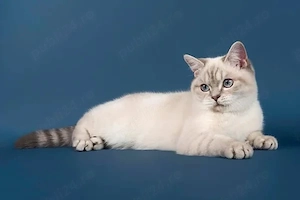 British Shorthair White Tabby  - imagine 2