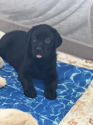  Două puiuțe Labrador își caută familii iubitoare  - imagine 2