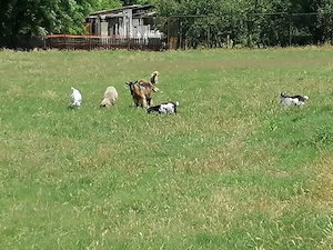 Se vand caprite si tapi din primăvară 1 capra si un tap de anul trecut  - imagine 5
