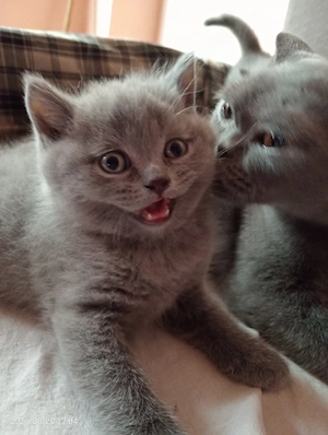british shorthair 