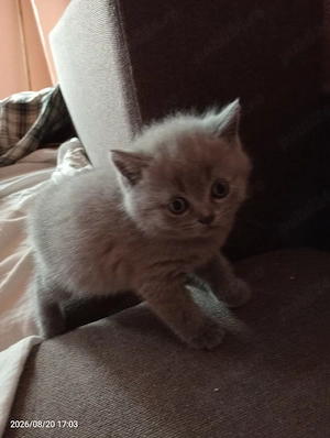 british shorthair  - imagine 2
