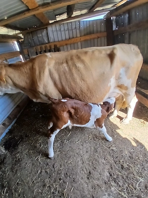 vaca de vânzare 