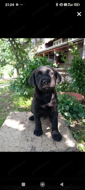 2 femele Labrador  - imagine 2