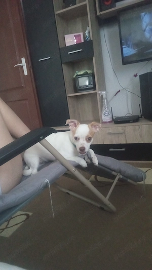 Vând urgent Chihuahua   - imagine 2