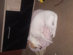 Vând urgent Chihuahua  