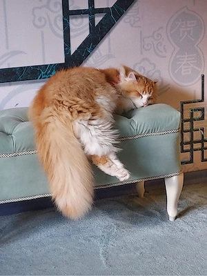Motanel ragdoll  persan 2 luni - imagine 5