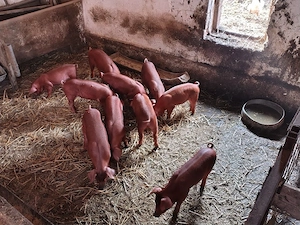 vind purcei rasa duroc
