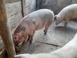 Porc de carne de vanzare