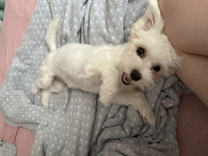 Catelusa bichon maltez 