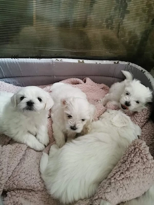 pui bichon maltese mini toy  - imagine 4