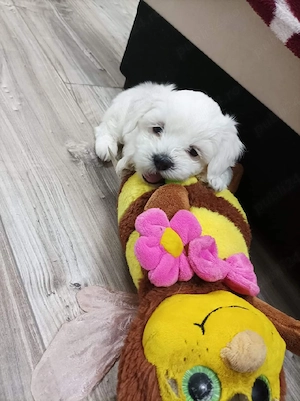 pui bichon maltese mini toy  - imagine 3