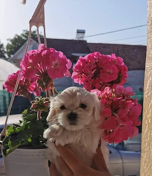 pui bichon maltese mini toy 