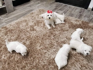 pui bichon maltese mini toy  - imagine 2