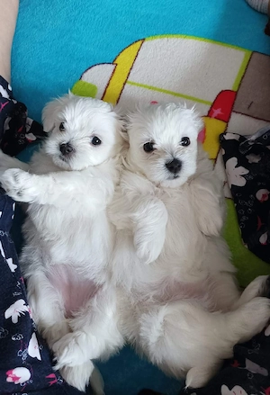 pui bichon maltese mini toy  - imagine 5