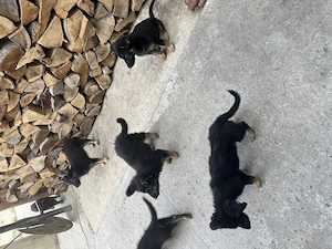 Donez căței Ciobănesc german cu schnauzer