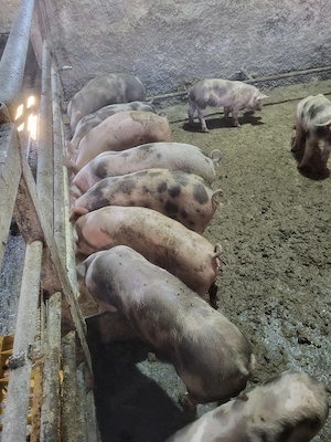 purceii de vânzare azi ofertă 2800 lei - imagine 4