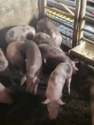 purceii de vânzare azi ofertă 2800 lei - imagine 2
