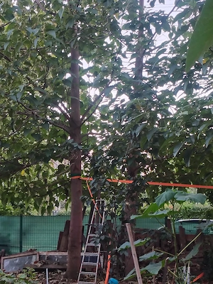 Oferta Paulownia