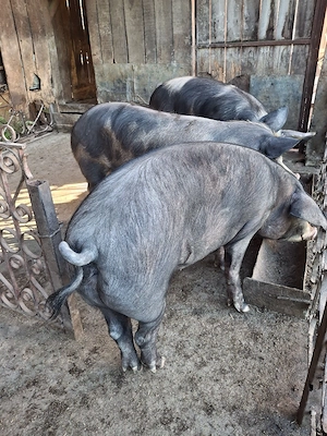 Vînd trei porci în comuna Șeica Mare județul Sibiu mai multe detalii în privat 