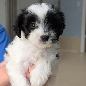 Bichon Havanez 