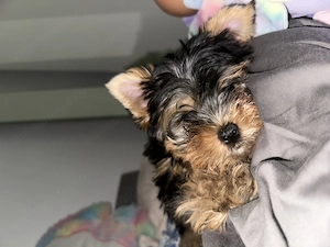 pui yorkshire terrier - imagine 2