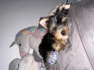 pui yorkshire terrier - imagine 3