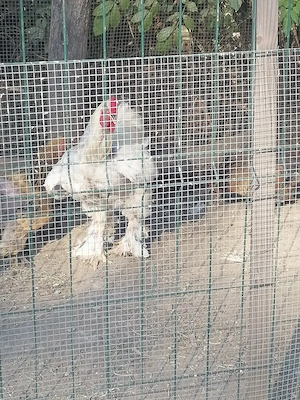 Puicute  brahma  6 luni   talie mare 