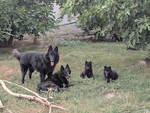 Ciobanesc belgian groenendael - imagine 3