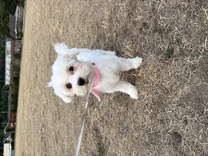 Vand catelusa bichon maltez  - imagine 3