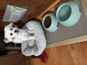 Vand catelusa bichon maltez 