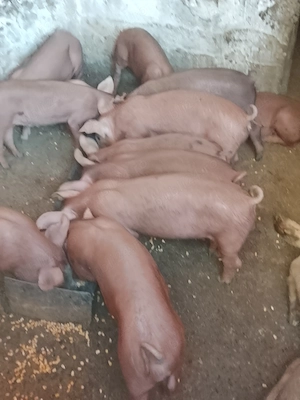 Vând purcei pietran cu duroc - imagine 5