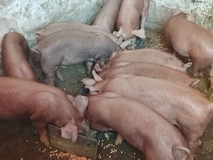 Vând purcei pietran cu duroc - imagine 3