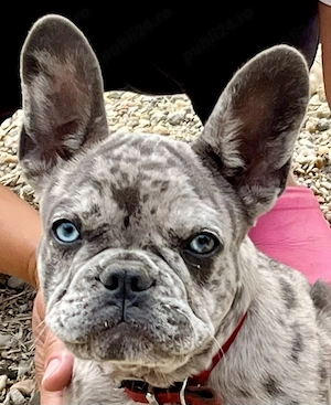 Vând buldog francez femela