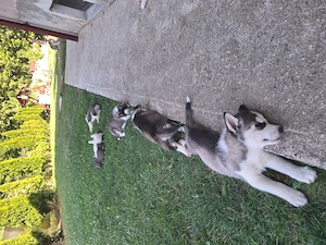 Husky 7 săptămâni vaccinați  - imagine 4