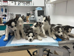 Husky 7 săptămâni vaccinați  - imagine 2