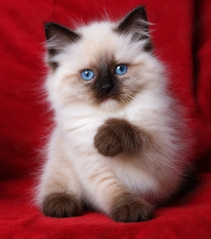 puiuti ragdoll asiguram transport!!!