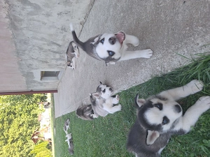 Husky 7 săptămâni vaccinați  - imagine 5
